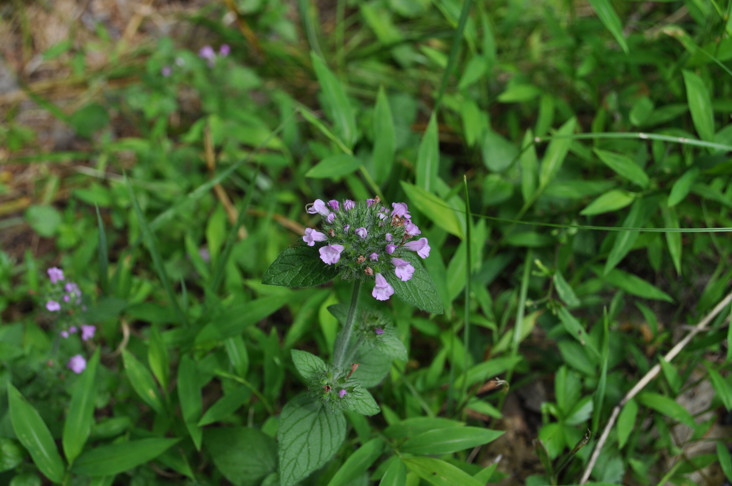 Wild Basil photo by Kaia Waxenberg You can read our article on Growing and Using Basil