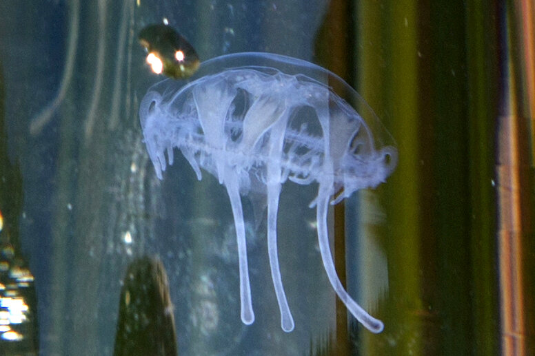 Surprise! Jellyfish Live in Kentucky — Fox Run Environmental Education