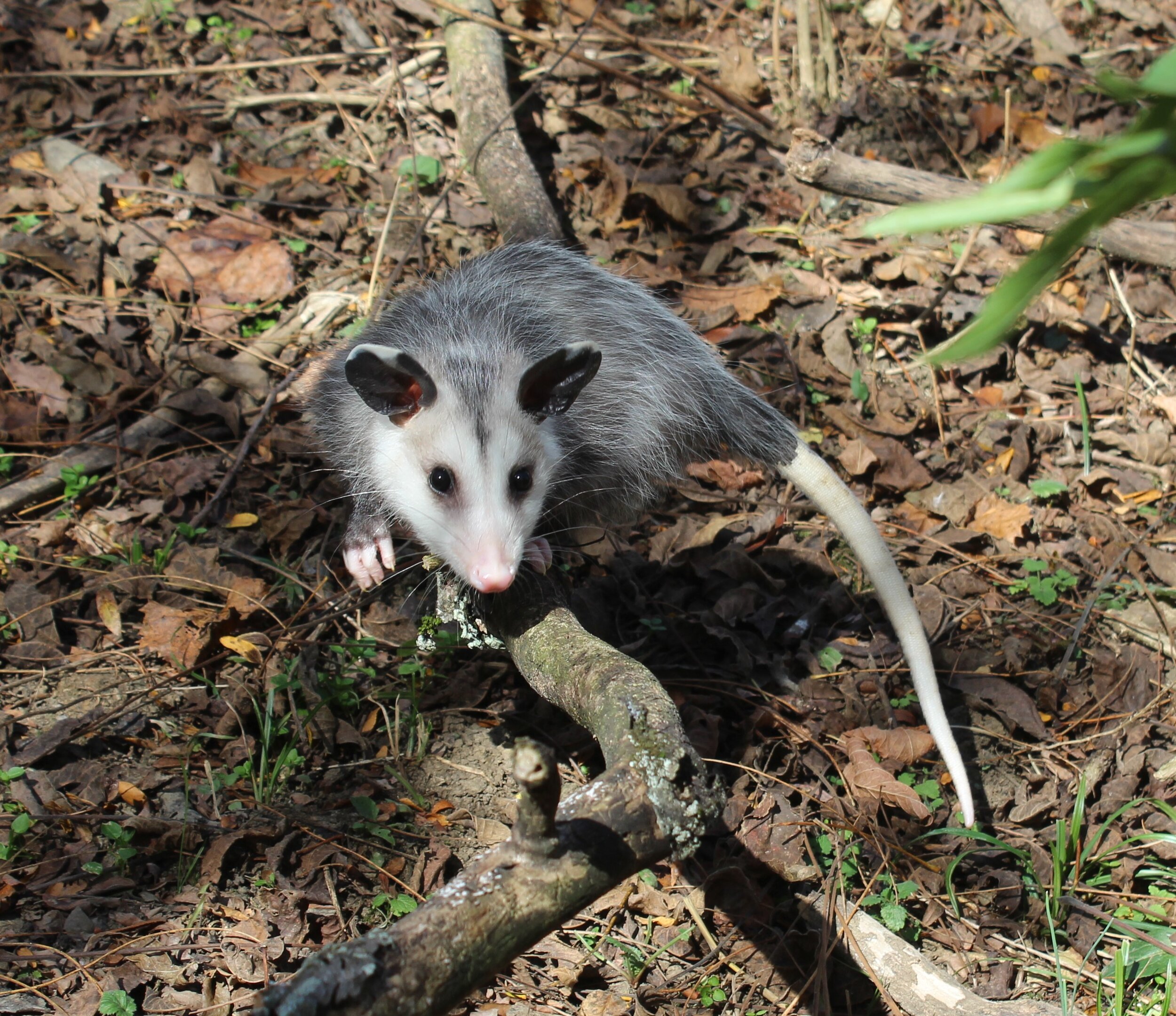 Opossums: Kentucky's Only Stunning Marsupial!
