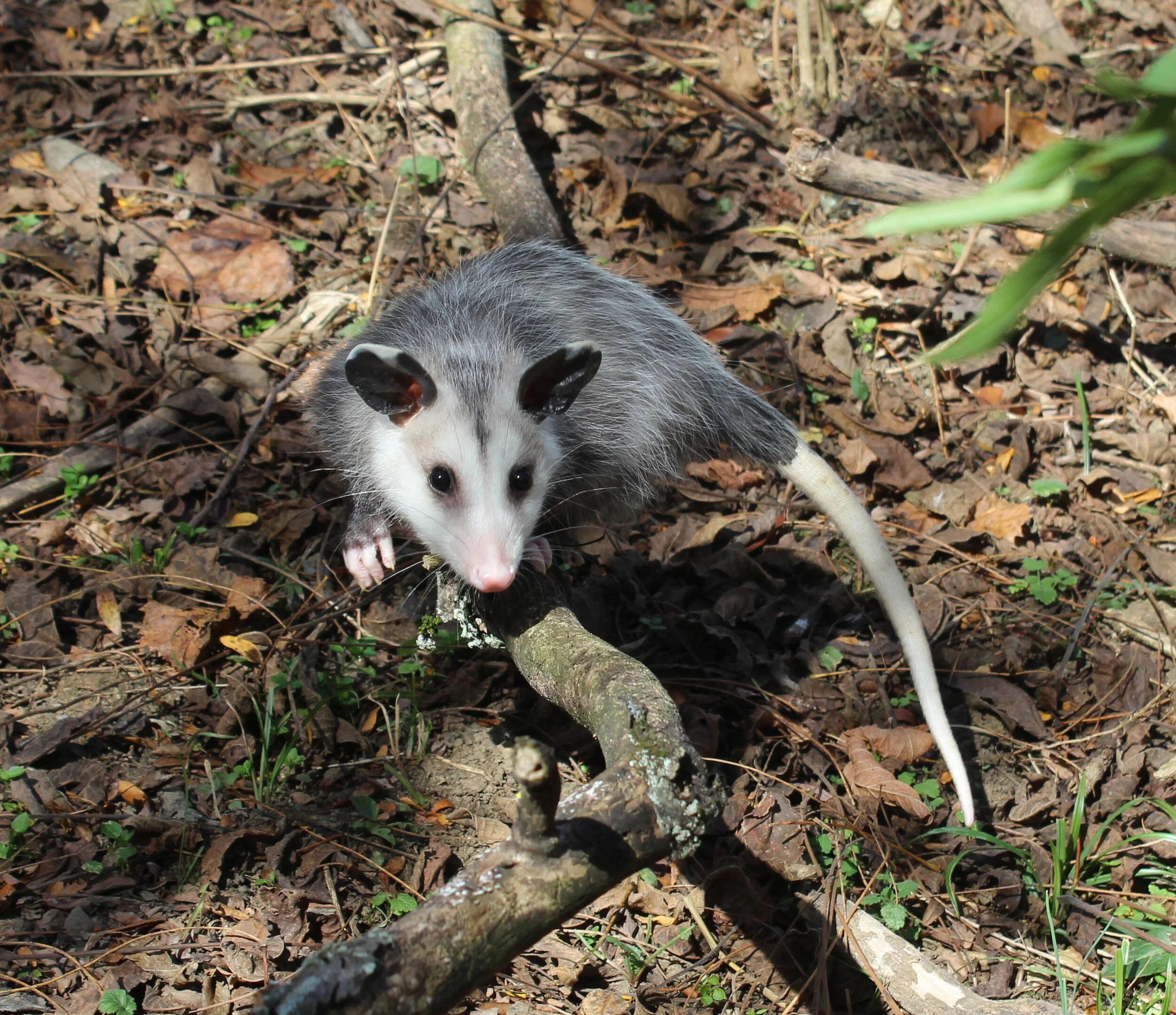 Opossums Kentucky's Only Stunning Marsupial! — Fox Run Environmental Education Center