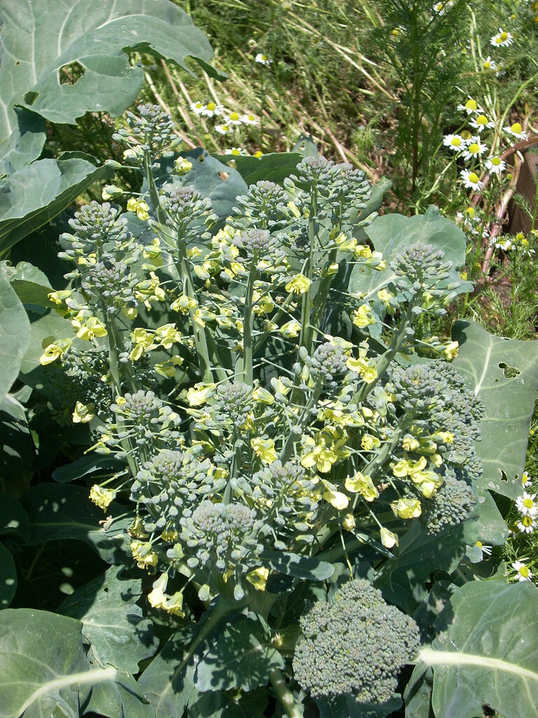 Broccoli in flower. Once broccoli flowers it will go to seed. Warm weather will produce flowering.  Photo by Jengod