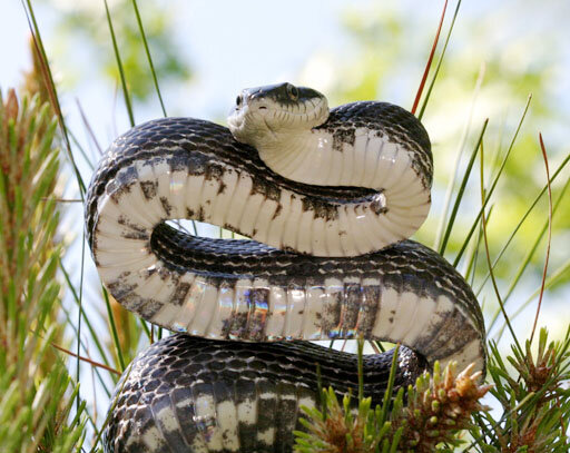 Zombie snake': Eastern hognose plays dead to avoid predators