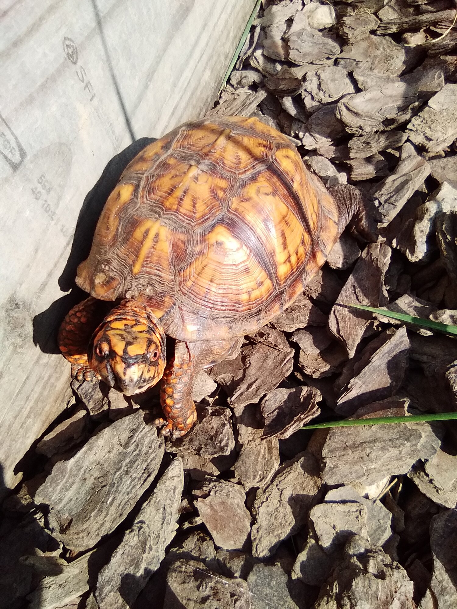 Before You Bring Home a Pet Turtle, Research Their Origins