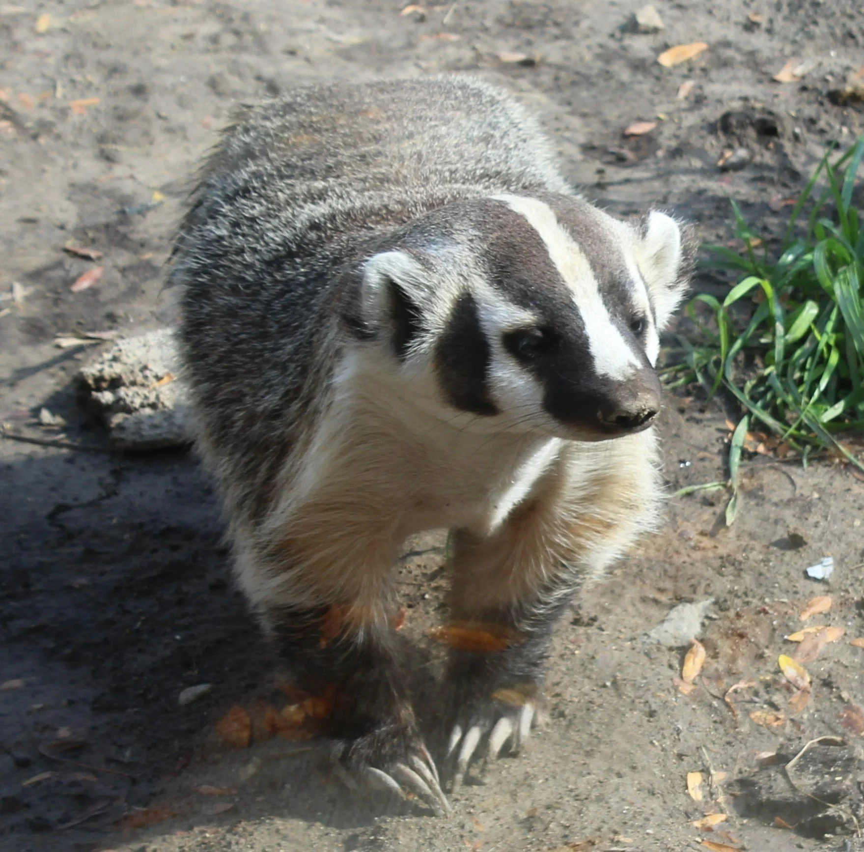 The Badger: Wisconsin's State Mammal 