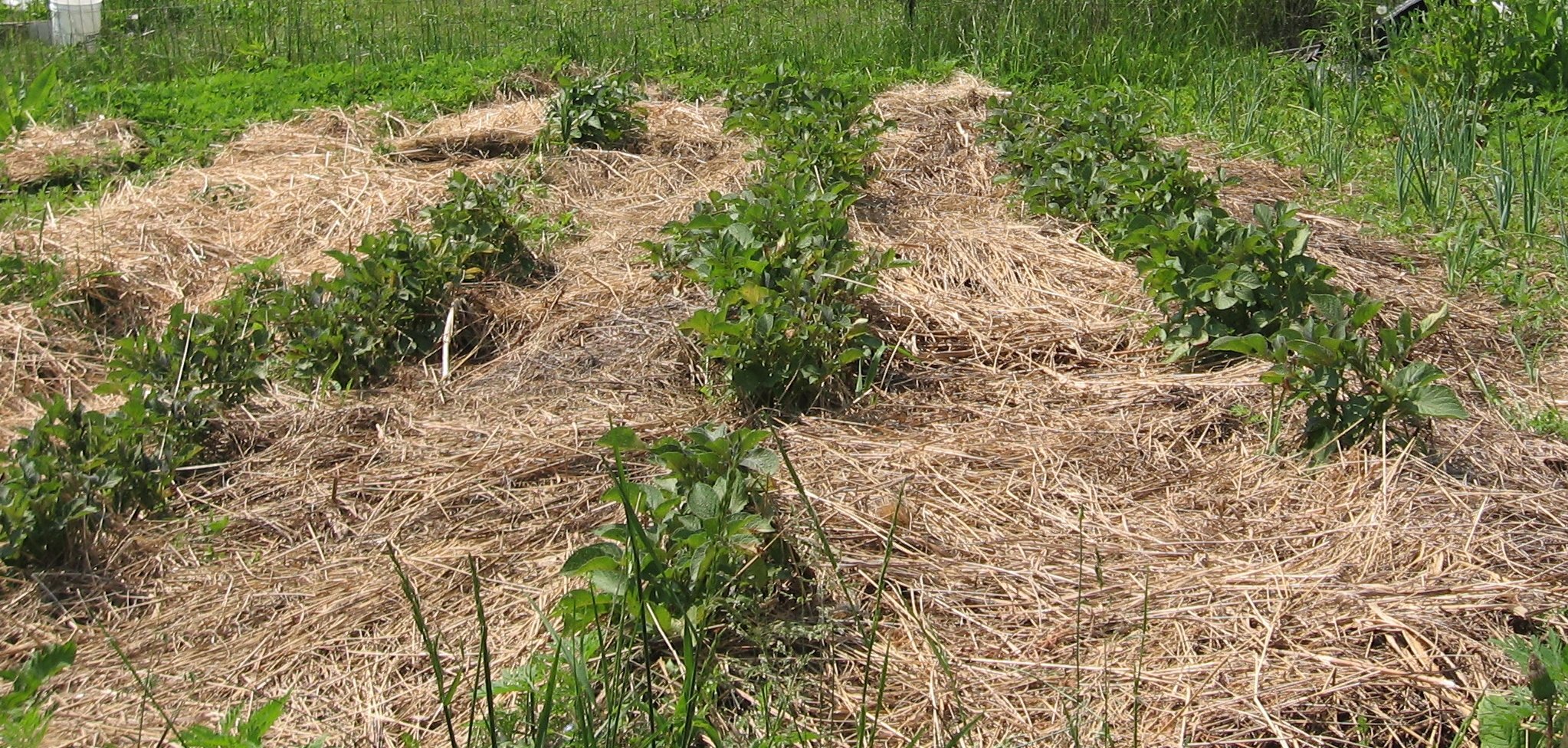Putting Your Garden To Bed at End of Season
