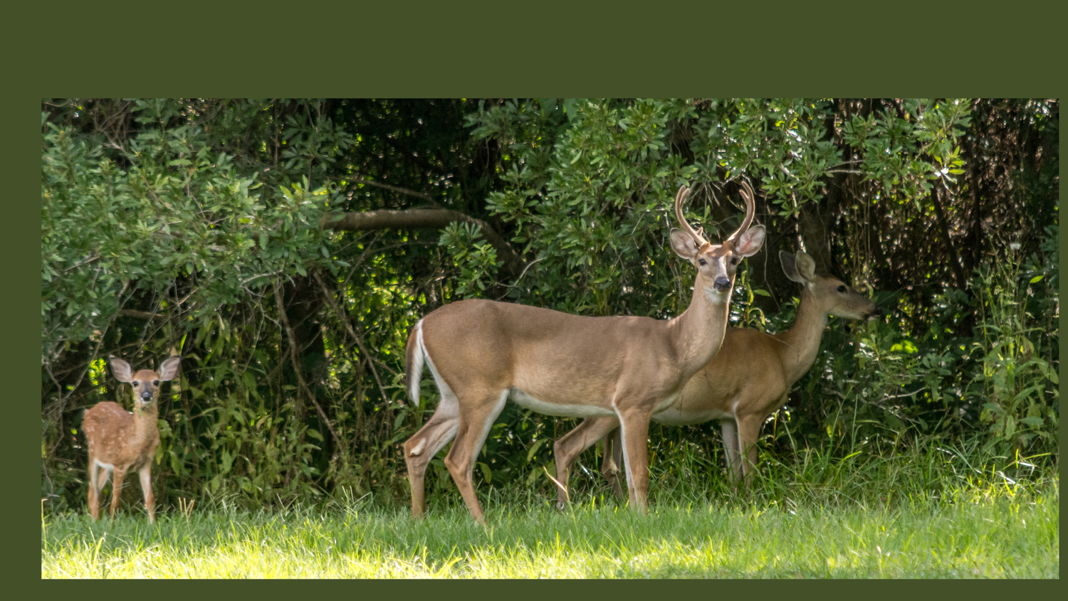 Coronavirus in White-Tailed Deer — Fox Run Environmental Education Center