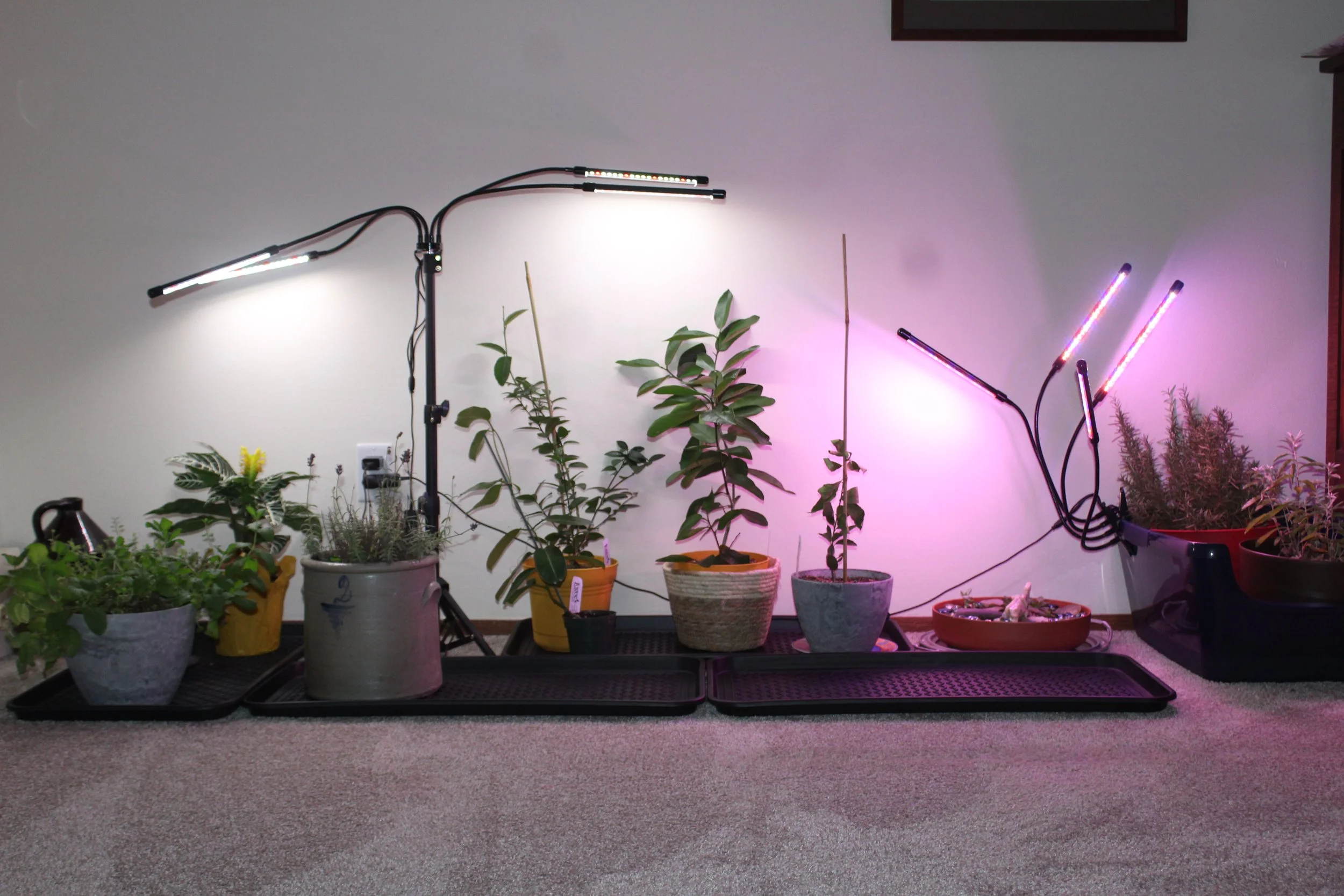 Buying Guide: Indoor Plant Lights For Vegetables and Fruits