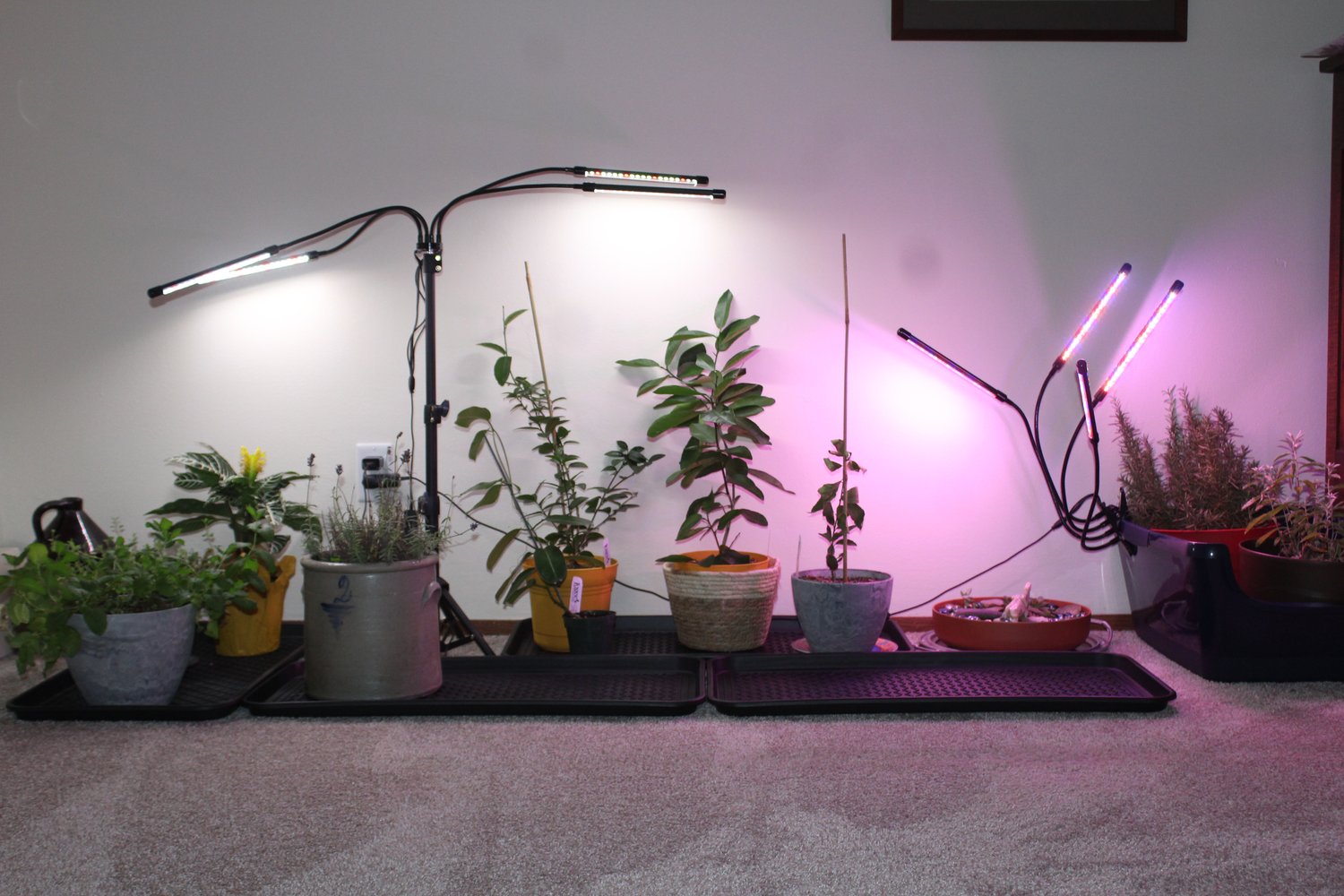 dommer Hurtig Barn Buying Guide: Indoor Plant Lights For Vegetables and Fruits — Fox Run  Environmental Education Center