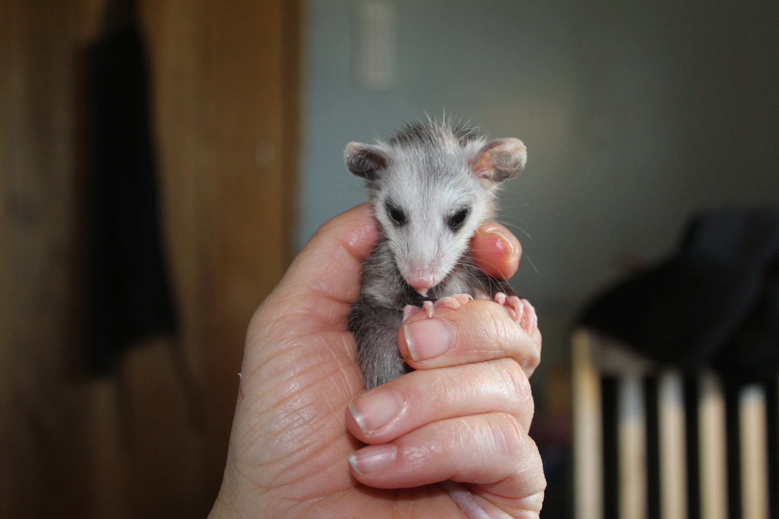 Help! I Found A Hurt or Orphaned Wild Animal Baby