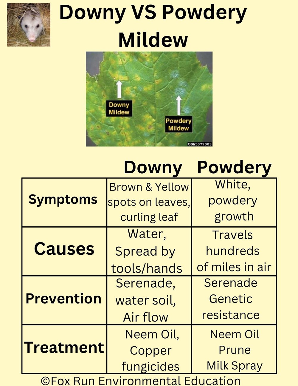 Downy VS. Powdery Mildew