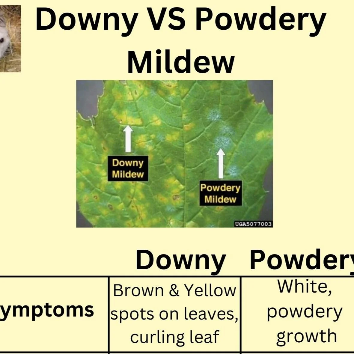 Downy VS. Powdery Mildew — Fox Run Environmental Education Center Downy VS. Powdery Mildew — Fox Run Environmental Education Center