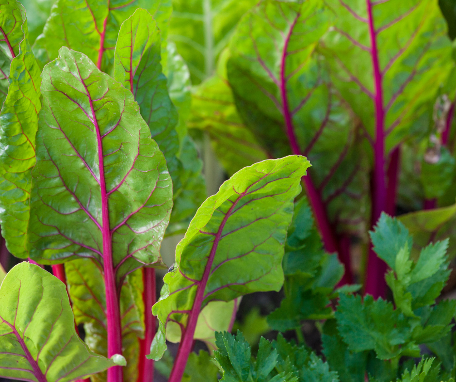 chinese money plants for sale Chinese Money Plant For Sale – Logee's Plants main image 1
