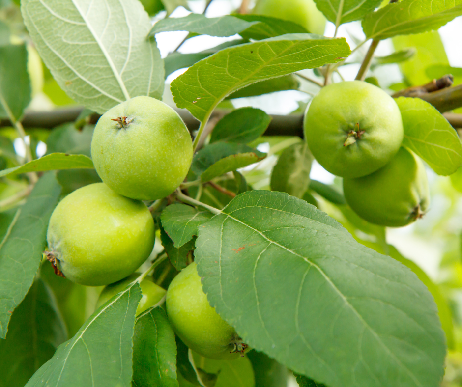 Organic Orchard Maintenance Schedule