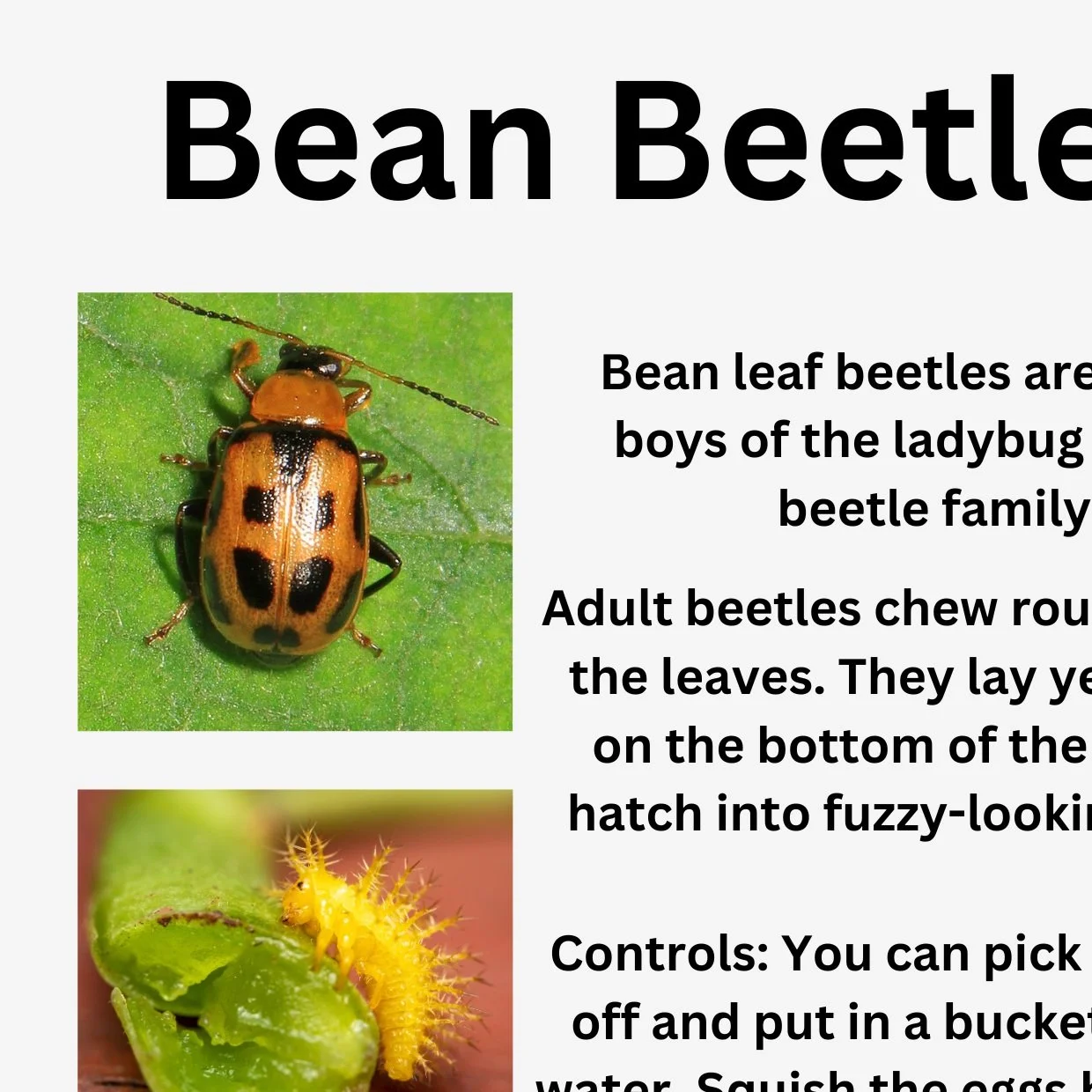 bean+beetle+%281%29.jpg