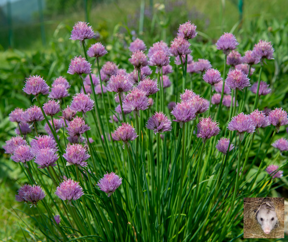 Chives 101: Growing, Caring, and Cooking with This Tasty Herb