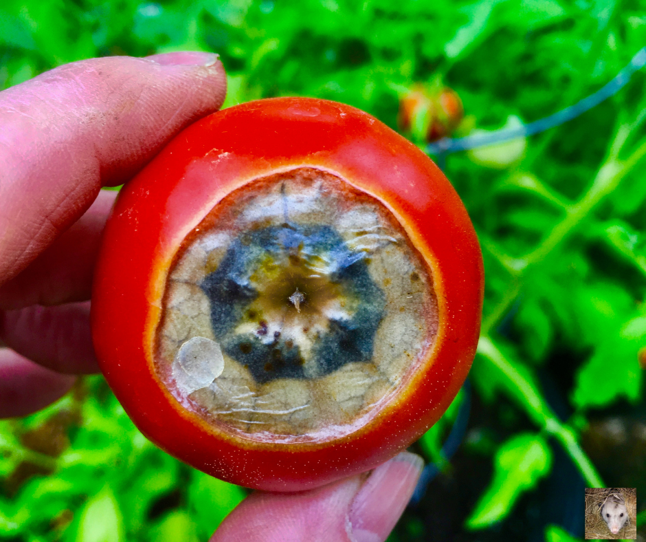 Blossom End Rot: What it is and how to prevent it