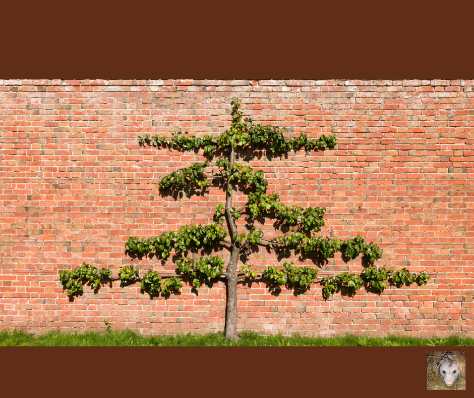 Growing Espalier Fruits: Perfect For Small Spaces