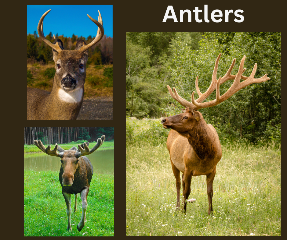 Deer, Elk, Moose: How Do They Compare? 