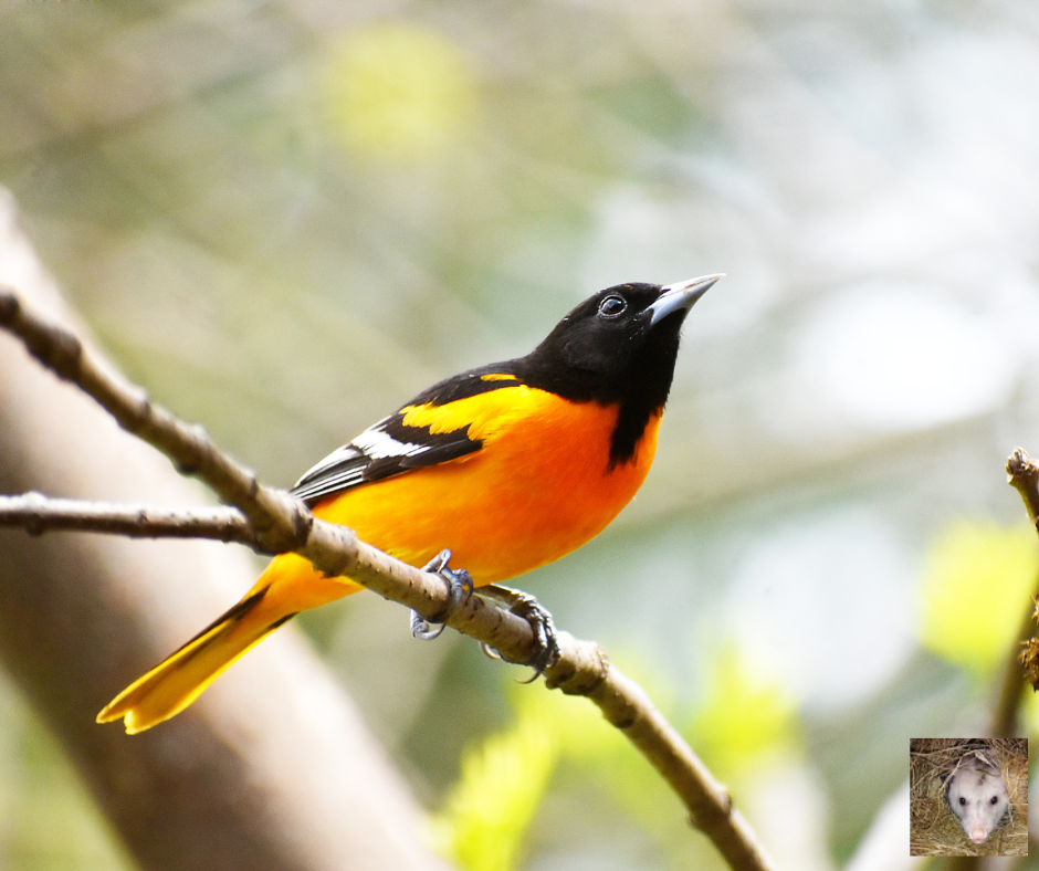 The Baltimore Oriole: Nature's Flying Jewel