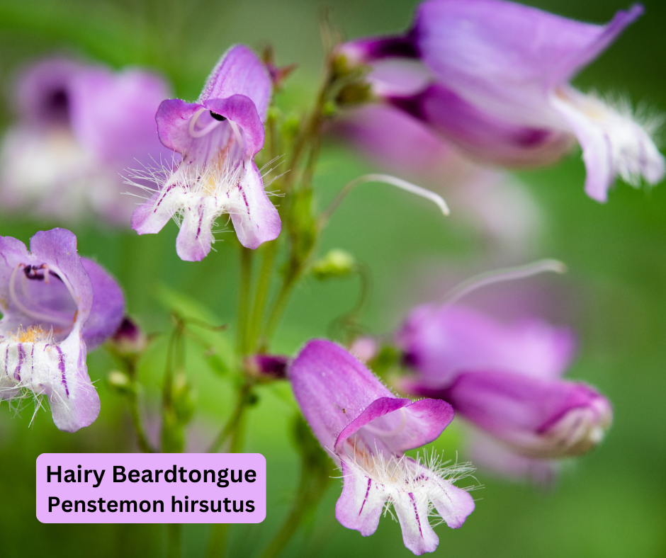 Hairy beardtongue