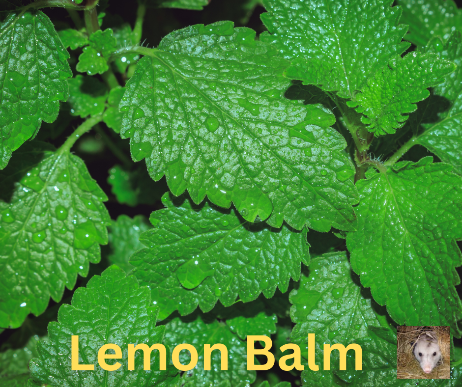 Lemon Balm: How to Grow It and 10 Ways to Use It