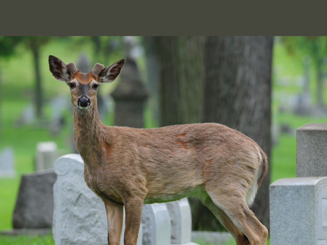 Exploring A Cemetery : History and Nature Study PreK - 5