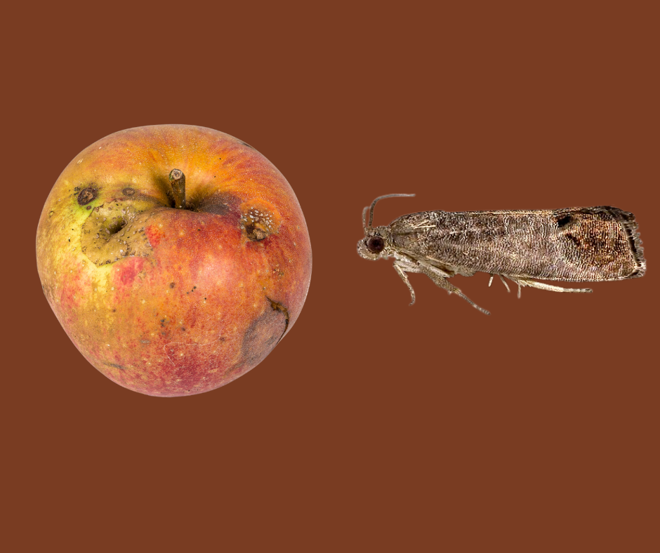 Apple Pests and Diseases: Organic Prevention and Control