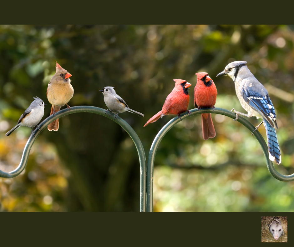 Birding For Families: Simple Ways To Connect With Nature