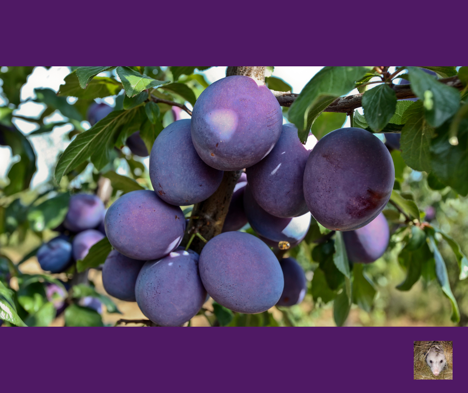 Plum Curculio: Prevention &amp; Control