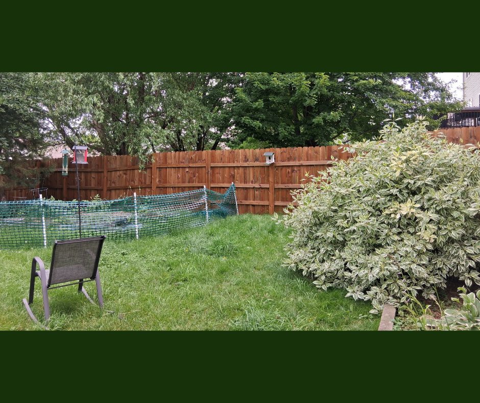 My Favorite Bird Feeders In My Backyard