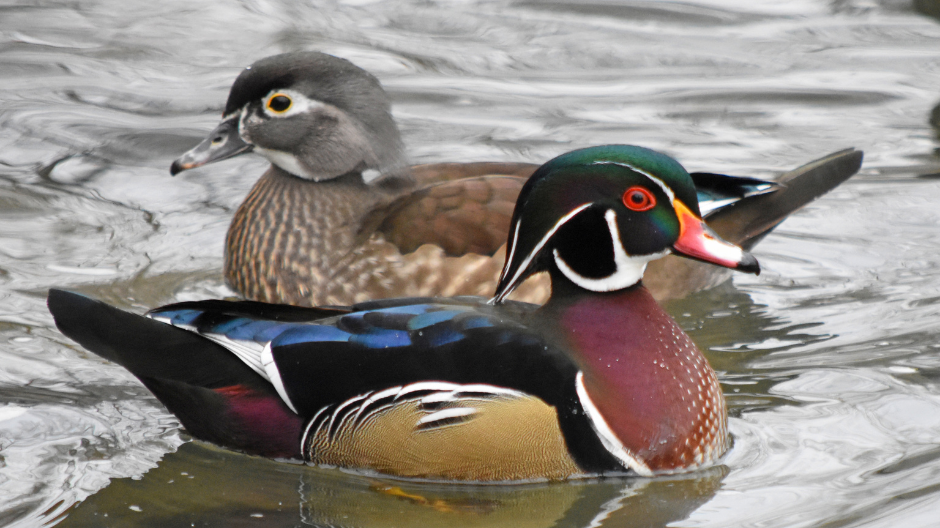 Wood Ducks: Nest In Trees, And How To Help