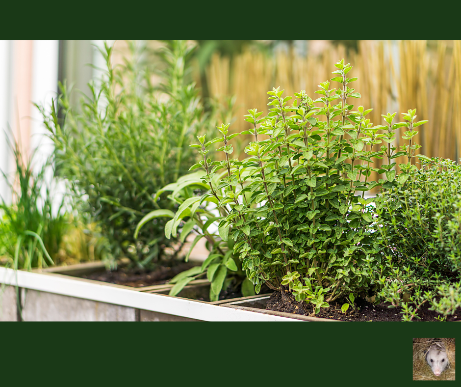 Medicinal Benefits From Common Kitchen Herbs