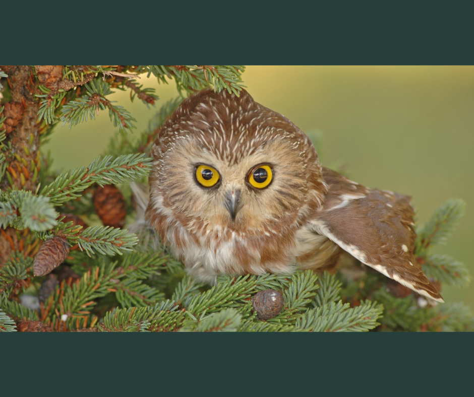Northern Saw-whet Owl: How To Help And Spot Them In The Wild