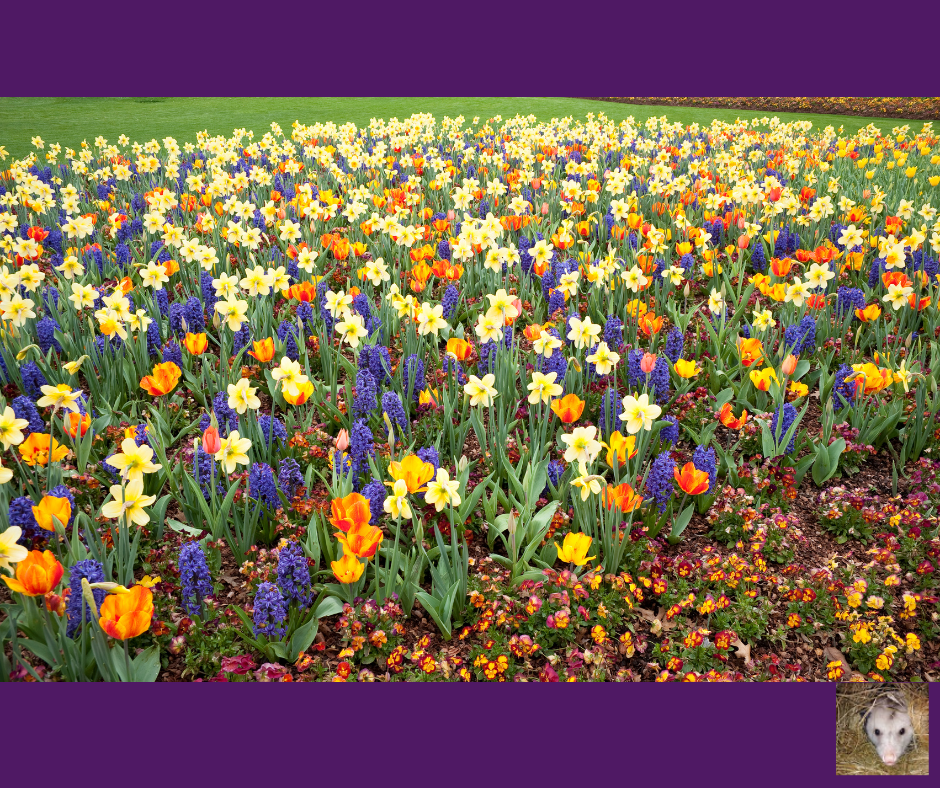 Planting Fall Bulbs in Zone 5 &amp; 6: Complete Guide