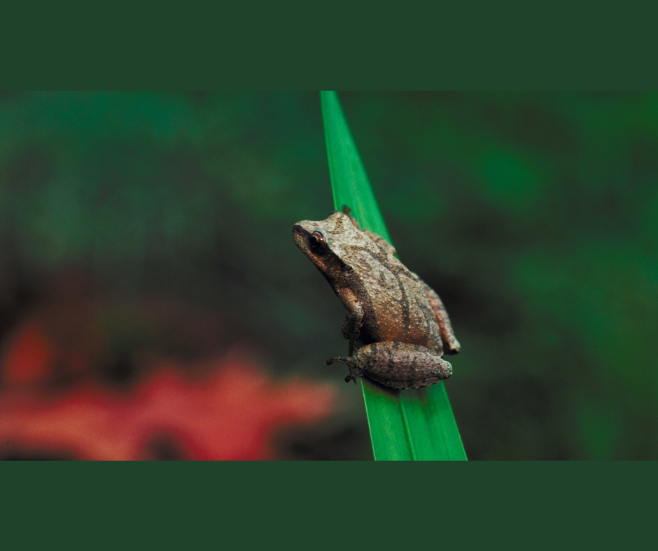 Spring Peeper: Sounds of the Season