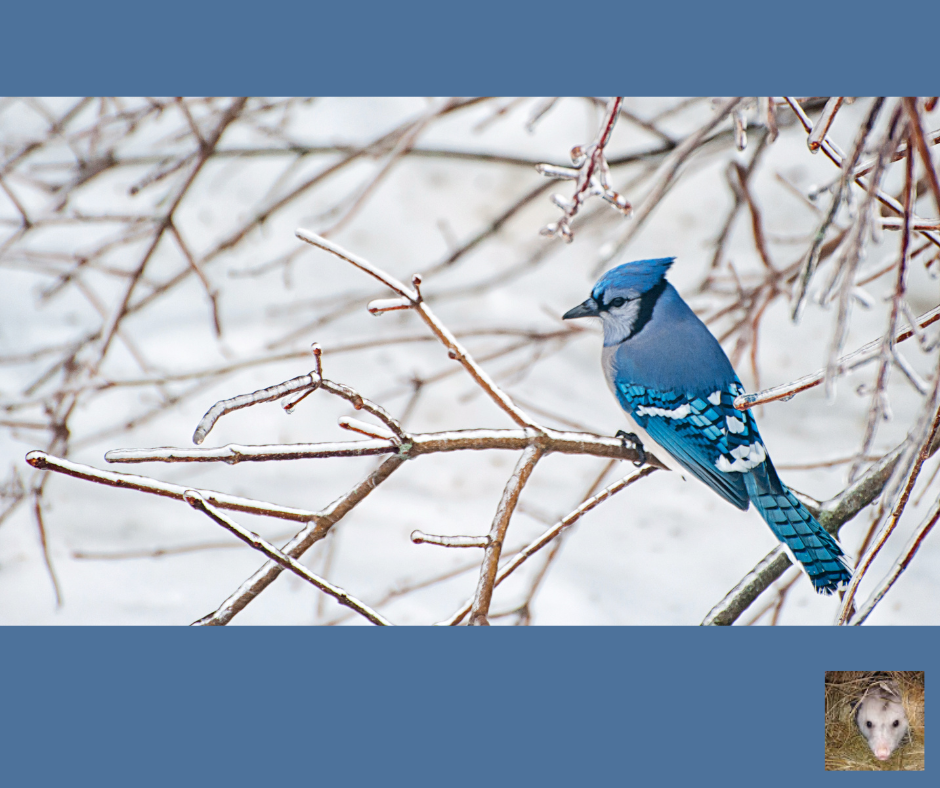 How Do Birds Survive In The Winter