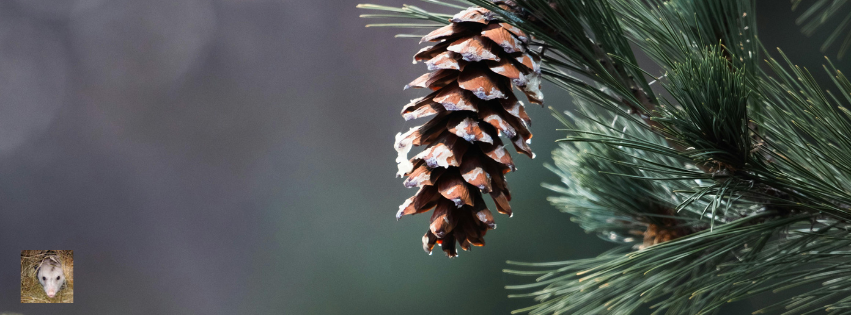 Pinecones: 9 Fun Family Activities
