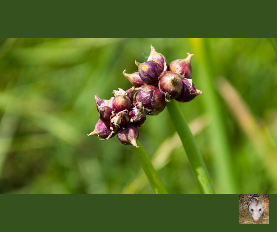 Egyptian Walking Onions: Perennial Onions 