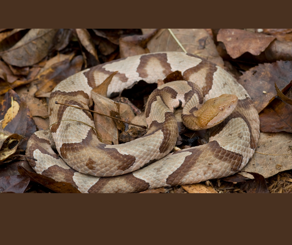 Copperheads: Facts and Myths