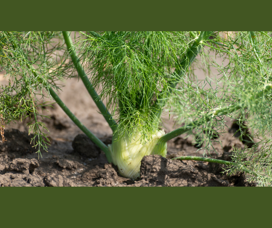 Is Fennel An Herb Or A Vegetable
