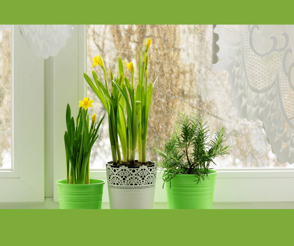 Forcing Bulbs For Indoor Winter Color