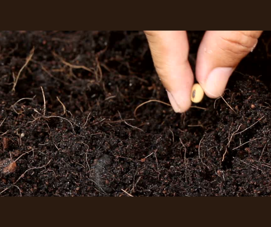 Hybrid, Heirloom, Open Pollinated? What Do They All Mean and Why Does It Matter?