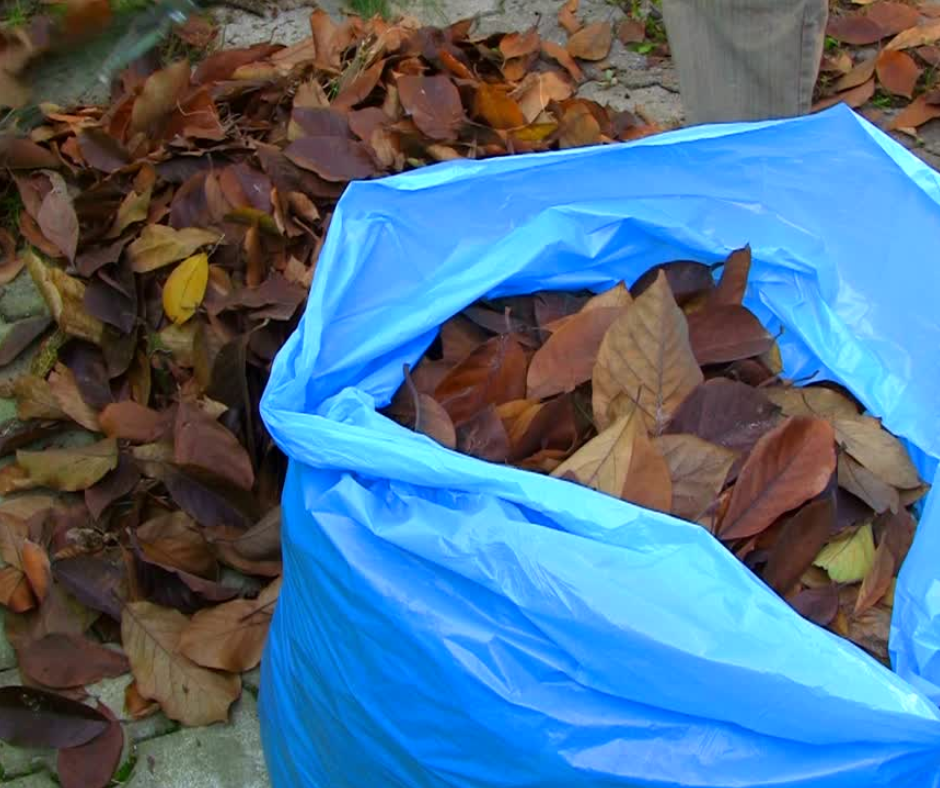 Leaves! Stop Throwing Away Your Garden's Best Fertilizer