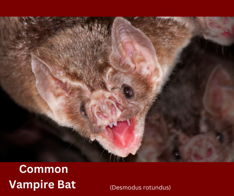 Vampire Bats! Are They Out To Get You? 