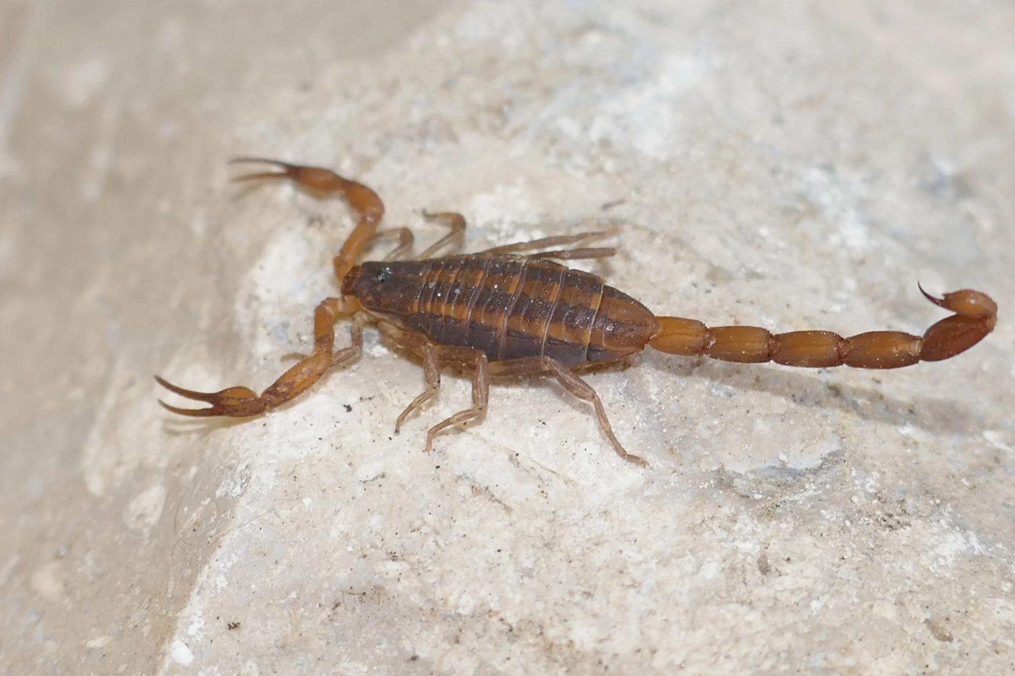 Scorpions: Scary Survivors That Glow In The Dark