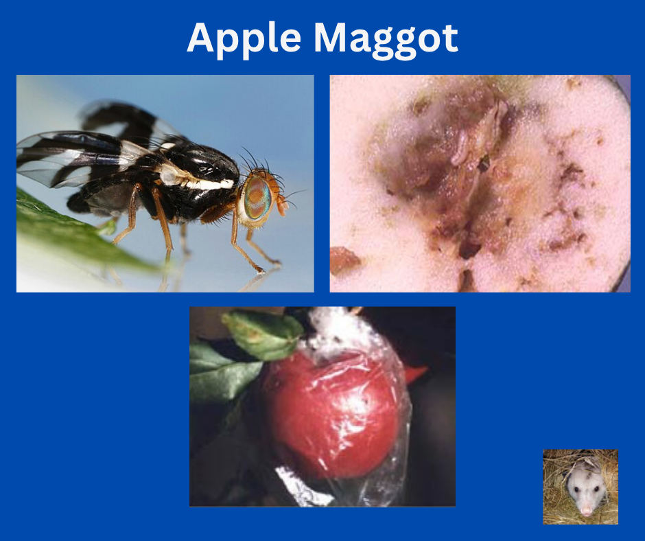 apple maggot