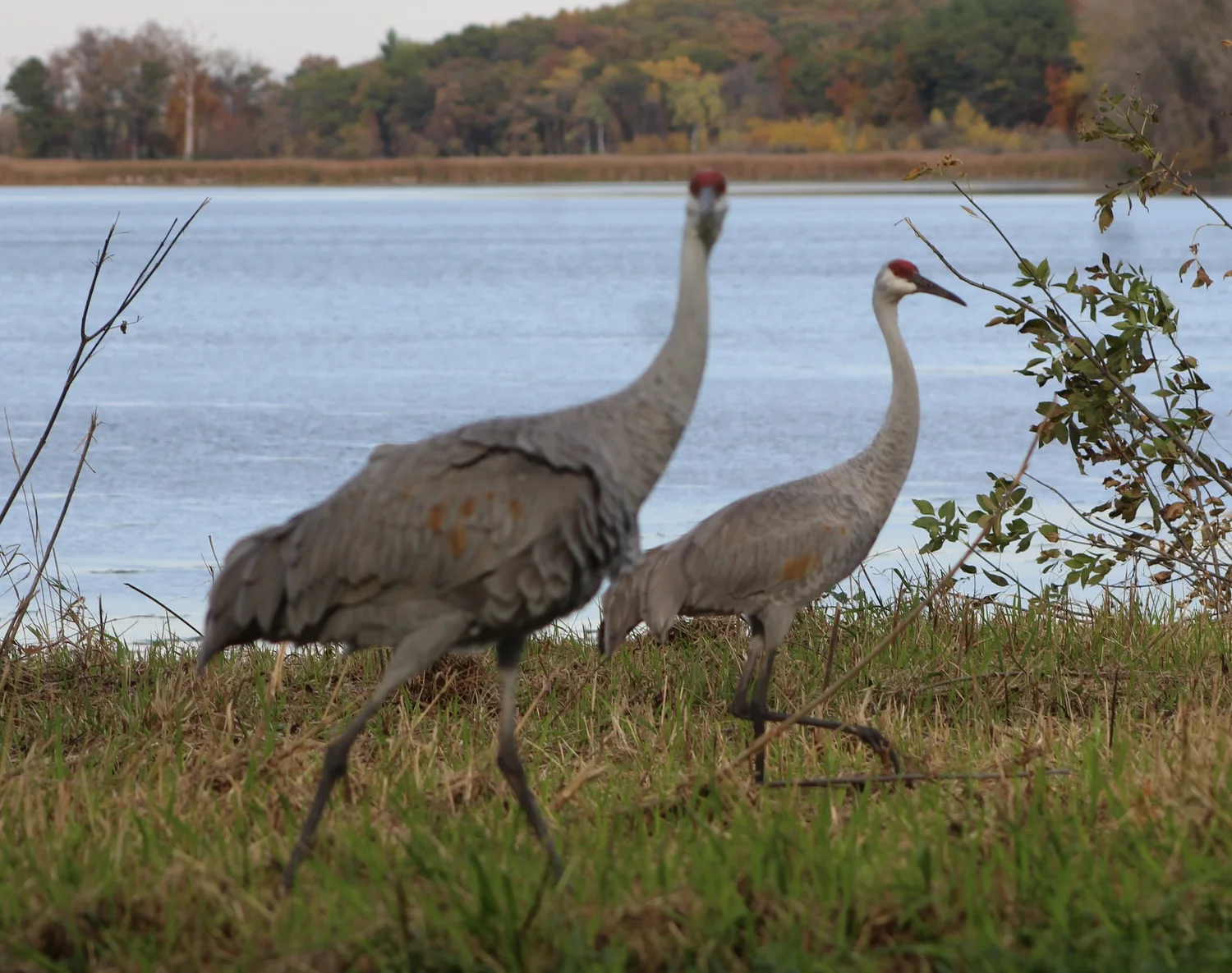 The Magnificent Sandhill Crane Wisconsin's Success Story — Fox Run
