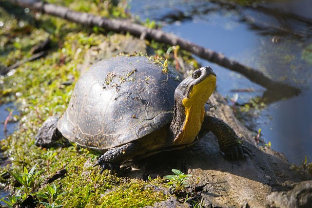 Wisconsin Turtles — Fox Run Environmental Education Center