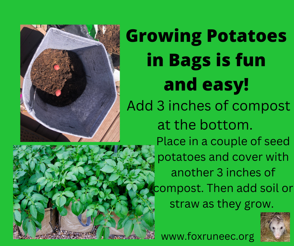 How to Grow Potatoes in a Bag - Food Gardening Network