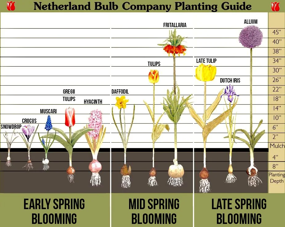 bulb planting chart from Netherland bulb